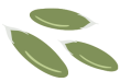 pumpkin-seed pumpkin-seed